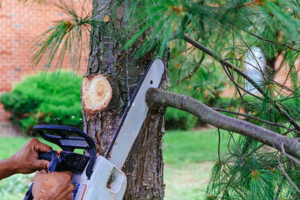 Best Tree Disease Treatment  in Norwood, NC